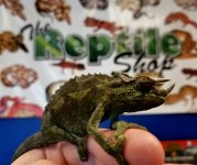 jacksons chjameleon 2.jpg