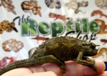 Jacksons Chameleon 1.jpg