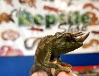 jacksons chameleon 3.jpg