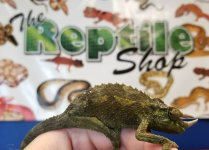 jacksons chameleon 4.jpg