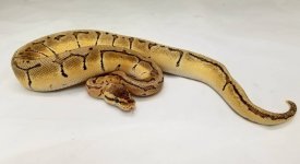 1.0 Enchi Lemon Blast, 2016 1.jpg