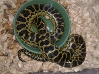 bitch yellow anaconda.jpg