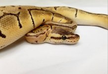 1.0 Enchi Lemon Blast, 2016 2.jpg
