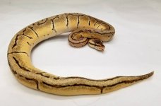 1.0 Enchi Lemon Blast, 2016 3.jpg