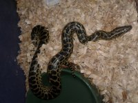 sweetie yellow anaconda.jpg