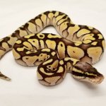 1.0 Pastel Lesser Blade Poss Het Clown, 2017 1.jpg