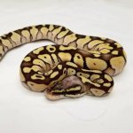 1.0 Pastel Lesser Blade Poss Het Clown, 2017 2.jpg