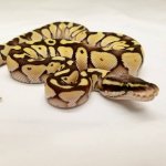 1.0 Pastel Lesser Blade Poss Het Clown, 2017 3.jpg