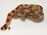 0.1 Monster Tail Hypo Jungle, 2017 1.jpg