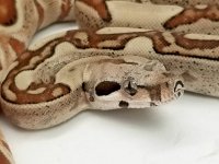 0.1 Monster Tail Hypo Jungle, 2017 2.jpg