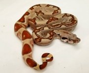 0.1 Monster Tail Hypo Jungle, 2017 3.jpg