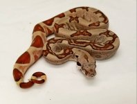 0.1 Monster Tail Hypo Jungle, 2017 4.jpg