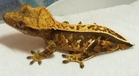 20180408_200348.jpg