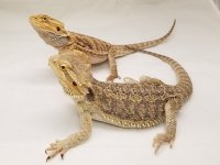20180531_154918_1024x1024@2x.jpg