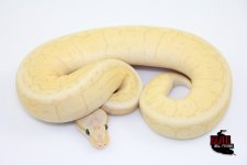 LemonblastBananaF106-180g.jpg
