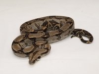 20180526_150850_1024x1024@2x.jpg