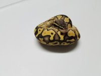 butter pastel vanilla.jpg