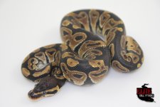 ScalelessheadM101-145g.jpg