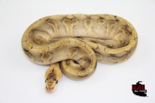 SuperEnchiChampagneM109-260g.jpg