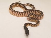 20180509_230106_1024x1024@2x.jpg
