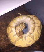 Banana Male.jpg