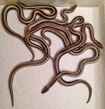 2017 Cedar Springs, Huals litter.jpg