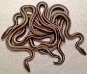 2017 Cedar Springs, Huals litter pic2.jpg