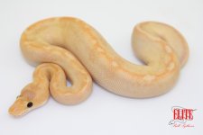 BananaChampagneM75-95g.jpg