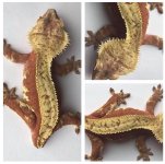 CCiliatus_Dam_RPF-AltitudeExoticsGhost001.jpg