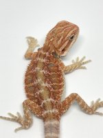 Female Red Hypo Normal Scale.jpg