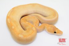 BananaChampagneM76-120g.jpg