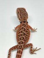 Female Red Leatherback.jpg
