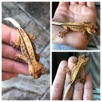 CCiliatus_HB_NG-004.jpg