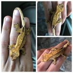 CCiliatus_HB_NG-005.jpg