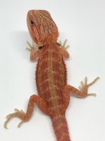 Male Red Hypo Translucent Normal Scale.jpg