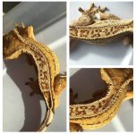 CCiliatus_Sire01_DD-004.jpg