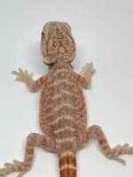 Female Red Hypo Normal Scale (2).jpg