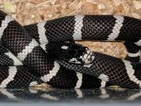 Cali king male 3.jpg