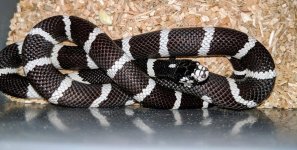 Cali king male 4.jpg