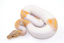 0.1 CG Pied.jpg