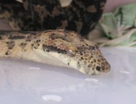 Post shed but still cloudy.jpg