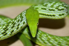 Asian Vine Snake.JPG