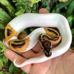 pied female.jpg