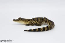 Juvenvile  Morlets Crocodile -.jpg