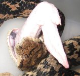 Samael normal mouth 1.jpg