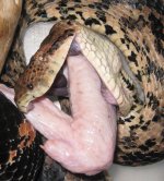 Samael normal mouth 3.jpg