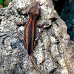 garogyle geckos or299.jpg