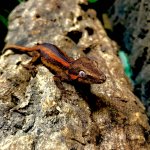 gargoyle gecko or299.jpg