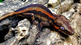 gargoyle gecko or299-1.jpg