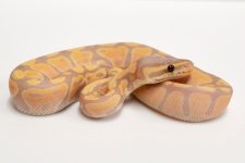 Mandarin Banana Female.jpg
